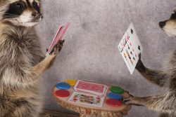 Poker Playing Raccoons SKU 3077 - Image 3