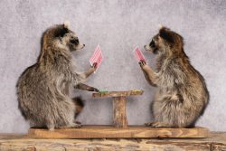 Poker Playing Raccoons SKU 3077 - Image 2
