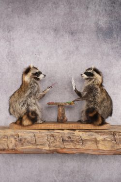 Poker Playing Raccoons SKU 3076