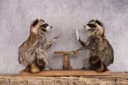 Poker Playing Raccoons SKU 3076 - Image 8