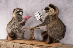 Poker Playing Raccoons SKU 3076 - Image 7
