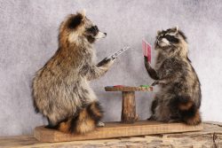 Poker Playing Raccoons SKU 3076 - Image 6