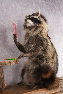 Poker Playing Raccoons SKU 3076 - Image 5