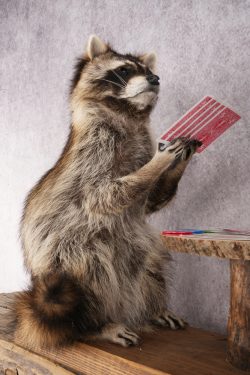 Poker Playing Raccoons SKU 3076 - Image 4