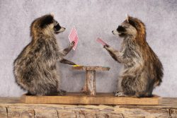 Poker Playing Raccoons SKU 3076 - Image 2