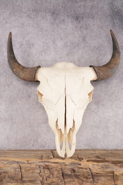 Bison Skull SKU 3059