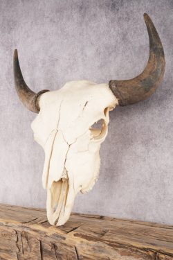 Bison Skull SKU 3059 - Image 6