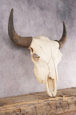 Bison Skull SKU 3059 - Image 5