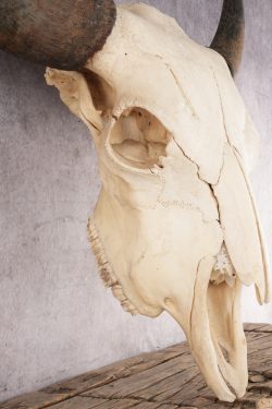 Bison Skull SKU 3059 - Image 4