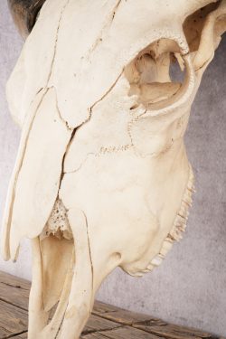 Bison Skull SKU 3059 - Image 3