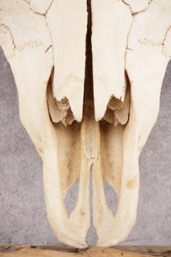 Bison Skull SKU 3059 - Image 2