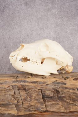 Black Bear Skull SKU 3038