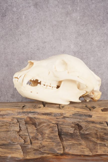 Black Bear Skull SKU 3038