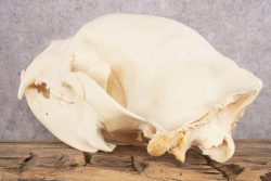 Black Bear Skull SKU 3038 - Image 6