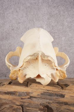 Black Bear Skull SKU 3038 - Image 5