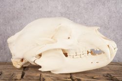 Black Bear Skull SKU 3038 - Image 3