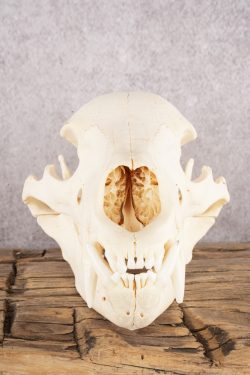 Black Bear Skull SKU 3038 - Image 2