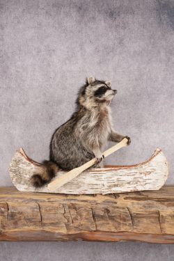 Raccoon in a Canoe SKU 3040