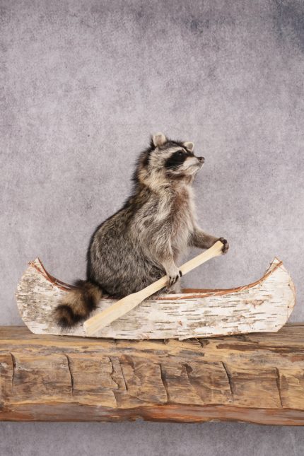Raccoon in a Canoe SKU 3040