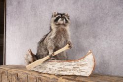 Raccoon in a Canoe SKU 3040 - Image 5
