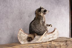 Raccoon in a Canoe SKU 3040 - Image 4