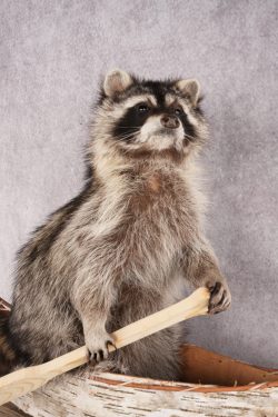 Raccoon in a Canoe SKU 3040 - Image 3