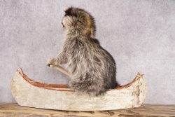 Raccoon in a Canoe SKU 3040 - Image 2