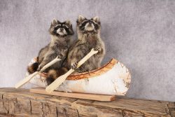 2 Raccoons in a Canoe SKU 3092 - Image 6
