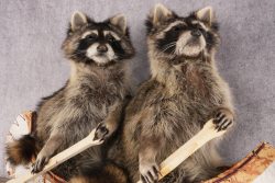 2 Raccoons in a Canoe SKU 3092 - Image 4