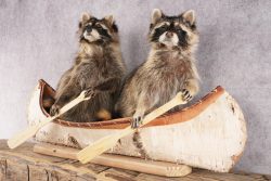 2 Raccoons in a Canoe SKU 3090 - Image 4
