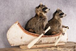 2 Raccoons in a Canoe SKU 3090 - Image 3