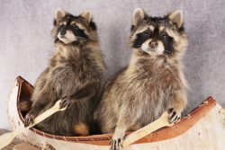 2 Raccoons in a Canoe SKU 3090 - Image 2