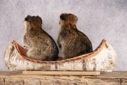 2 Raccoons in a Canoe SKU 3090 - Image 5