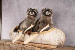 2 Raccoons in a Canoe SKU 3091 - Image 7