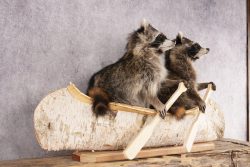 2 Raccoons in a Canoe SKU 3091 - Image 8