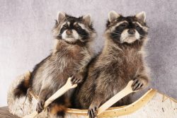 2 Raccoons in a Canoe SKU 3091 - Image 3