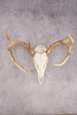 Whitetail Deer Skull SKU 3024