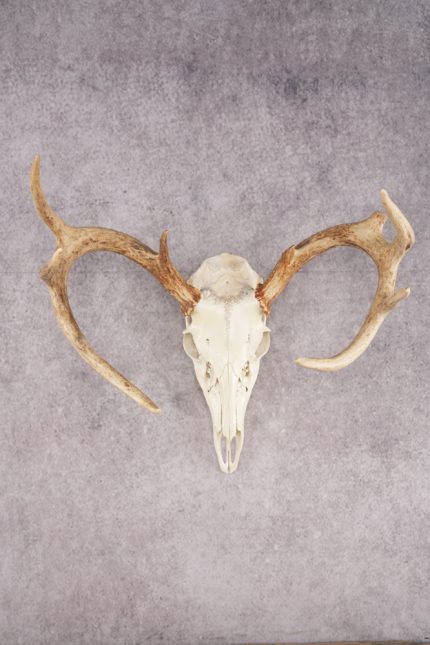 Whitetail Deer Skull SKU 3024