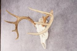 Whitetail Deer Skull SKU 3024 - Image 5
