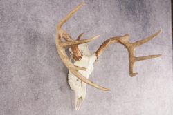 Whitetail Deer Skull SKU 3024 - Image 4