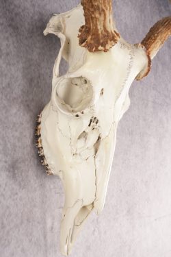 Whitetail Deer Skull SKU 3024 - Image 3
