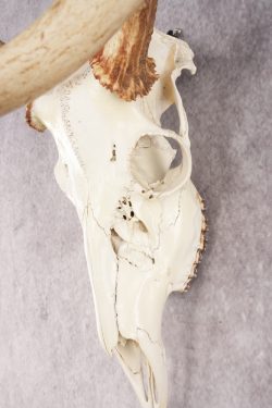 Whitetail Deer Skull SKU 3024 - Image 2