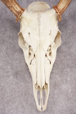 Whitetail Deer Skull SKU 3024 - Image 6