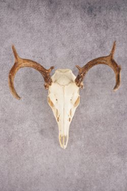 Whitetail Deer Skull SKU 3014