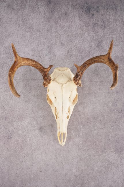 Whitetail Deer Skull SKU 3014