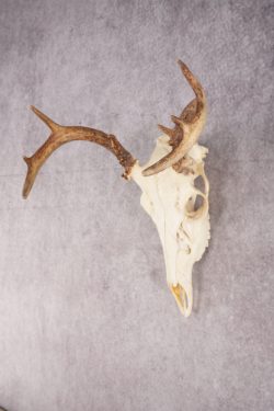 Whitetail Deer Skull SKU 3014 - Image 6
