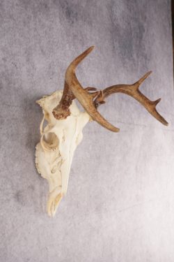 Whitetail Deer Skull SKU 3014 - Image 5