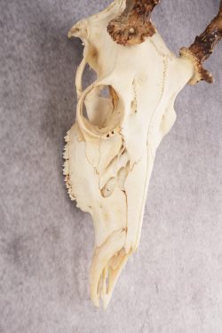 Whitetail Deer Skull SKU 3014 - Image 4