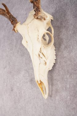 Whitetail Deer Skull SKU 3014 - Image 3