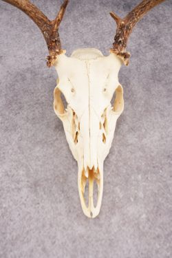 Whitetail Deer Skull SKU 3014 - Image 2